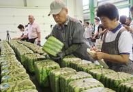 日本方形西瓜上市！